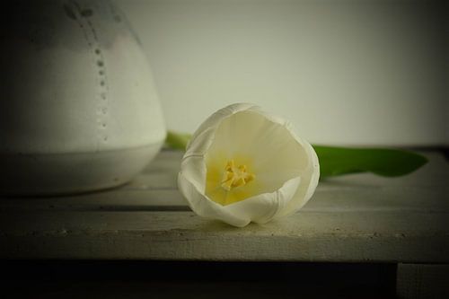 tulp naast een vaas witte achtergrond