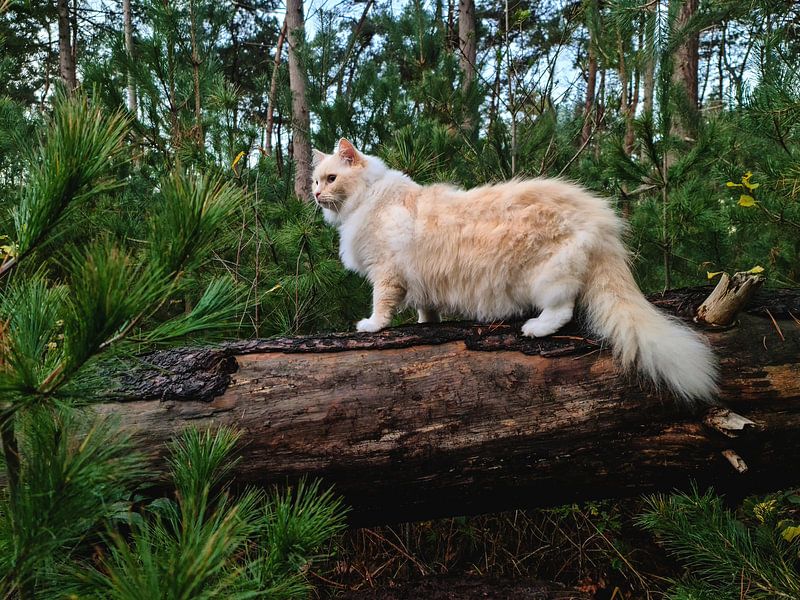 Cat in the forest by Ivana Luijten