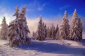 Schnne trees in the Black Forest by Patrick Lohmüller
