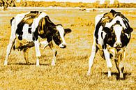 Zwartbont Koeien in de Weiland Goud van Hendrik-Jan Kornelis thumbnail