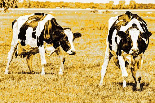 Zwartbont Koeien in de Weiland Goud