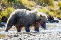 Een grizzly met gevangen zalm van Menno Schaefer thumbnail