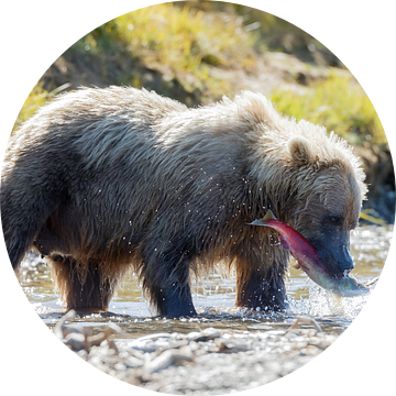 Een grizzly met gevangen zalm van Menno Schaefer