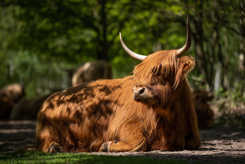 Scottish Highlander in the sunshine! by Peter Haastrecht, van