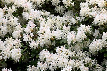 Rhododendron van Thomas Jäger