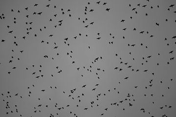 Vögel von unten in Schwarz und Weiß von Felix Van Leusden