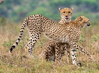 Gepard's