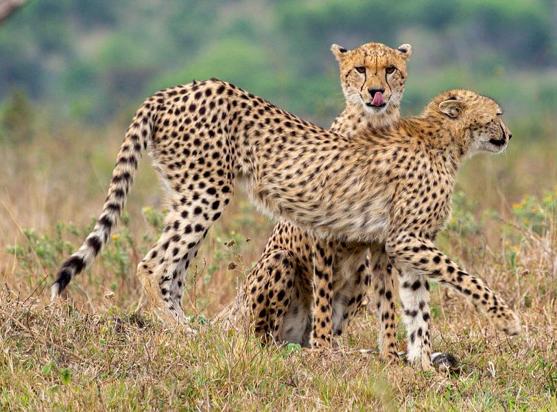 guépard par Peter in 't Hout