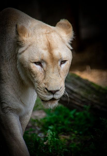 Löwin auf der Jagd von Michelle van den Boom