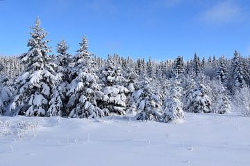 Ein verschneiter Kiefernwald von Claude Laprise