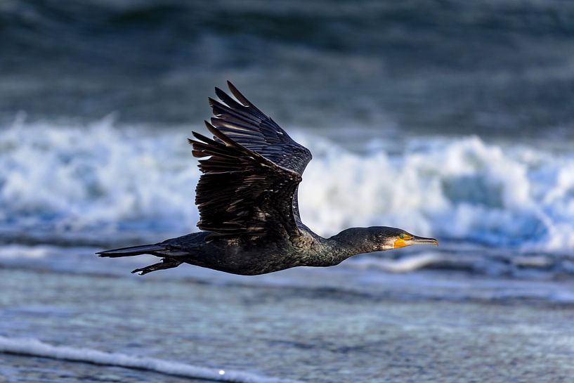 Aalscholver (Phalacrocorax carbo) van Dirk Rüter