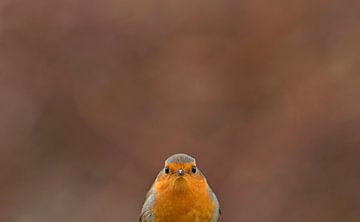 Robins von Ruurd Jelle Van der leij