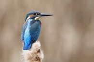 Kingfisher by Heiko Lehmann thumbnail