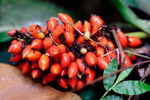De wilde schoonheid van een tros roodoranje Indonesische vruchten