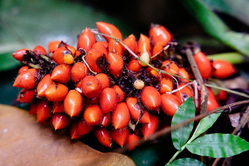 The wild beauty of a cluster of red-orange Indonesian fruit by Frank Photos