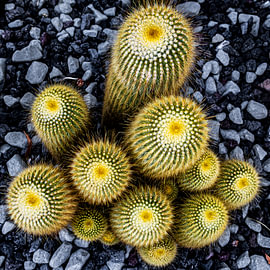 Cactus parodique