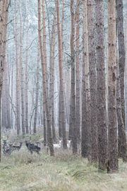Des cerfs albinos dans la forêt allemande