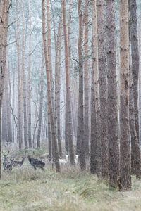 Albino-Hirsche im deutschen Wald