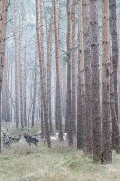 Albino deer in the German forest