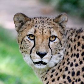 Cheetah_001_by_JAMFoto von Angelika Möthrath