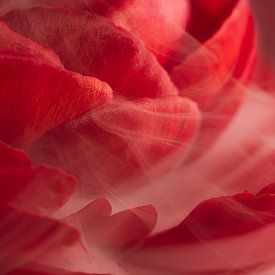 Rode bloemblaadjes dragen een vluchtige witte sluier van rook van Marjolijn van den Berg