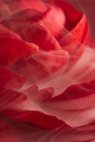 Red petals carry a fleeting white veil of smoke by Marjolijn van den Berg