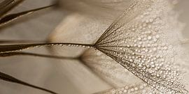 Paix naturelle dans un panorama : briller dans la lumière sur Marjolijn van den Berg