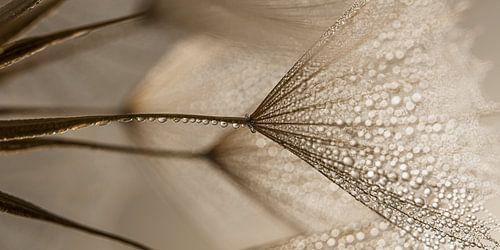 Natuurlijke rust in een panorama: Schitteren in het licht