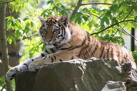 Entspannter Tiger von HB-Fotografie