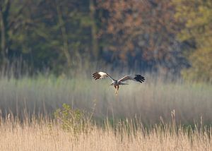 Harrier flies above the reeds