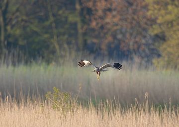 Kiekendief vliegt boven het riet van Inge van den Brande