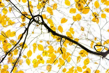 Autumn on the Veluwe by Danny Slijfer Natuurfotografie