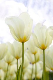 Dreamy white tulips by Flowers by Ceciel