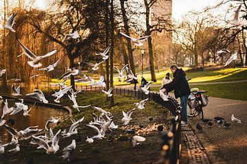 Gulls in Kronerburgerpark, Nijmegen by Wouter Loeve