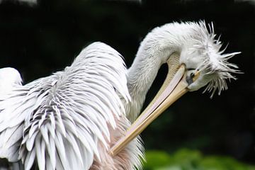 Pink Pelican by Maurice Dawson