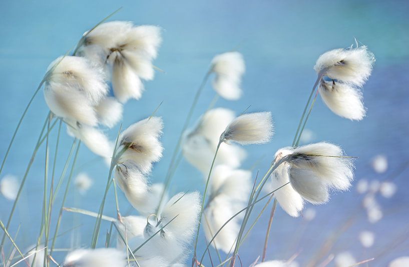 Cottongrass by Inge Knol