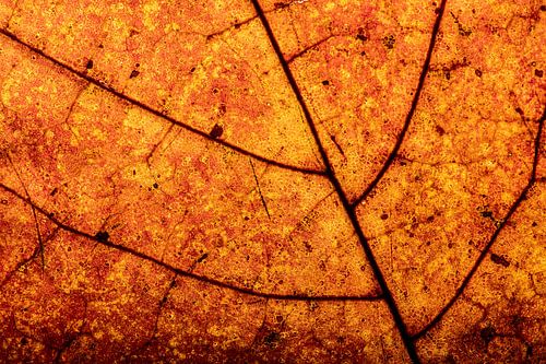 Close-up van herfstblad met aderpatroon