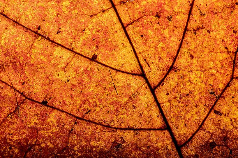 Herbstblatt in Nahaufnahme mit Adermuster von Alexander Baumann