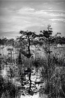 Die Natur widerspiegeln - Everglades N Tree