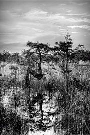 Die Natur widerspiegeln - Everglades N Tree von Chrystyne Novack Art and Photography