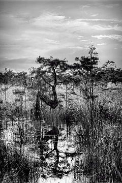 De natuur weerspiegelen - Everglades N Boom van Chrystyne Novack Art and Photography