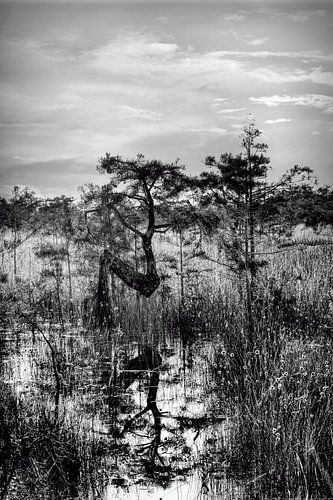Reflecting Nature - Everglades N Tree by Chrystyne Novack Art and Photography