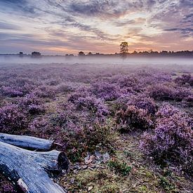 Beautiful purple heather by Joran Quinten