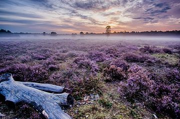 Beautiful purple heather by Joran Quinten
