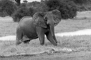Jonge olifant in de Okavango delta van Erik Verbeeck