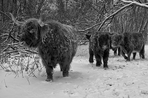 Schotse hooglanders in de sneeuw