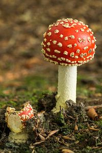 Paddenstoel Vliegenzwam in een bos in de Achterhoek in de herfst