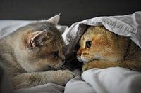 Kittens playing
