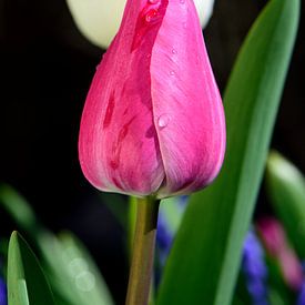 Geschlossene rote Tulpe von Gerard de Zwaan