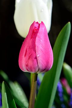 Closed red tulip